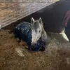 maddie ware - @maddie.ware66 - TikTok