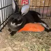 Madison Abbott - @madison.abbott00 - TikTok