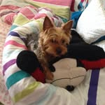 Maddison Armstrong Willis - @madmadge0 - Instagram
