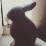 RaBBiTLover - @maddison.berry - Instagram