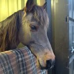 Maddison Downs - @mads_lovly_horses - Instagram