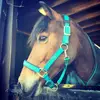 Maddison downs  - @maddy3668 - TikTok