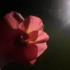 maddisonedwardss - @maddisonedwardss - TikTok