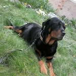 Maddison Higgins - @_maddie.the.dog_ - Instagram