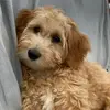 Maddison Marks - @maddison.marks3 - TikTok