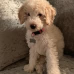 Maddison Mitchell - Facebook