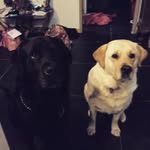 Maddison Mossman - @maddison_mossman - Instagram