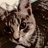 Maddison Rose - @maddison.short - TikTok