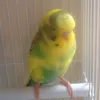 Maddison Thomson - @flppo - TikTok