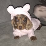 Maddison Walsh - @maddison_thedachshund - Instagram
