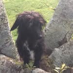 Maddison Warren - @maddie_dachshund1 - Instagram