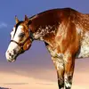 Madison Weaver - @weaver.show.horses - TikTok
