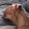 maddy bee - @maddy.bumble.bee - TikTok