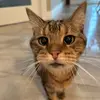 Maddie Macleod - @maddie.macleodd - TikTok