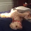 Maddy Pierce - @maddywoof - TikTok