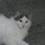 Madeleine Collier - @jasperthe_cat2 - Instagram