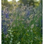 Madeleine Collier - @madeleinecollier51 - Instagram