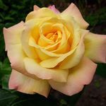 Madeleine Lyon - @madeleine.lyon.54 - Instagram