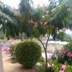 Madeleine Pascal - Facebook
