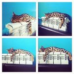 Madeleine Springer - @madeleinespringer636i8 - Instagram