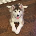 Madeleine Stuart - @sylvie.the.malamute - Instagram