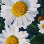 Madeleine Werner - @madeleinewerner6 - Instagram