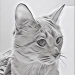 Madeline Albert - @chat_twit - Instagram