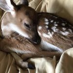 madeline - @madelineatsapples - Instagram