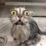Madeline - @madelinebeard3485 - Instagram