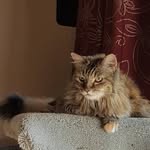 Madeline Carpenter - @myasha.cat - Instagram