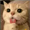 Madeline Cisneros - @kirara.l - TikTok