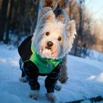 Madeline Curtis - @madelinewestie - Instagram