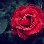 Madeline Elwell - Facebook