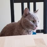 Her Majesty Madeline Grey Bean - @maddiegreybean - Instagram