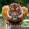 Madeline Griggs - @madelinegriggs0417 - TikTok
