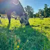 mrsmadelinehaley - @mrsmadelinehaley - TikTok