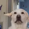 Madeleine Hansen - @maddyhansen421 - TikTok