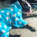 madelinehobson - @madelinehobson2 - Instagram