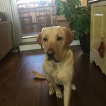 Madeline Juno (Maddie) Dog - @maddietheyellowlabpuppy - Instagram
