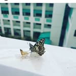Madeline New - @happicloverleaf - Instagram
