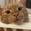 Madeleine Payne - @madeleinepayne - TikTok