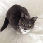 Madeline Sinclair - @tinkerbell_therescuecat - Instagram