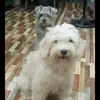 madeline11 - @madelinesuarez4 - TikTok