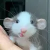 Maddy Wang - @madeline.s.wang - TikTok