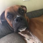 Madeline Webb - @puppyprincess.13 - Instagram