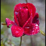 Madeline Werner - @lewad58421 - Instagram