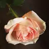 Madeline Winters - @amberlynnrayne456 - TikTok