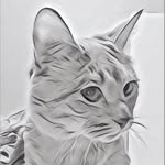 Madeline Albert - @chat_twit - Instagram