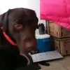 madelyn.barker - @bearthewoofie - TikTok