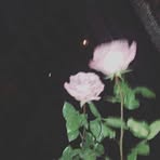 Madelyn Cook - Facebook